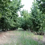 Cascina G Tra I Noccioli Verduno