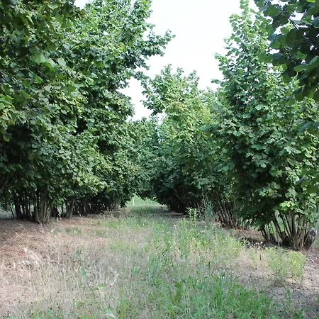 Cascina G Tra I Noccioli Verduno