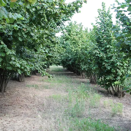 Cascina G Tra I Noccioli Apartment *