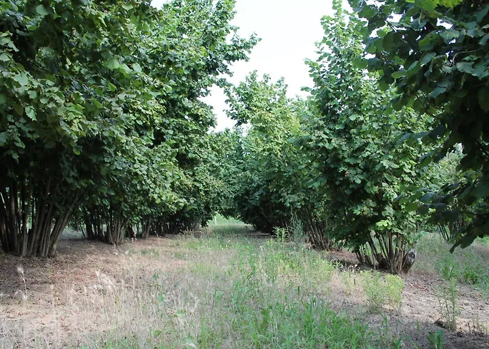 Cascina G Tra I Noccioli Verduno