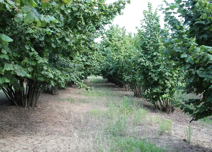 Cascina G Tra I Noccioli Apartament *